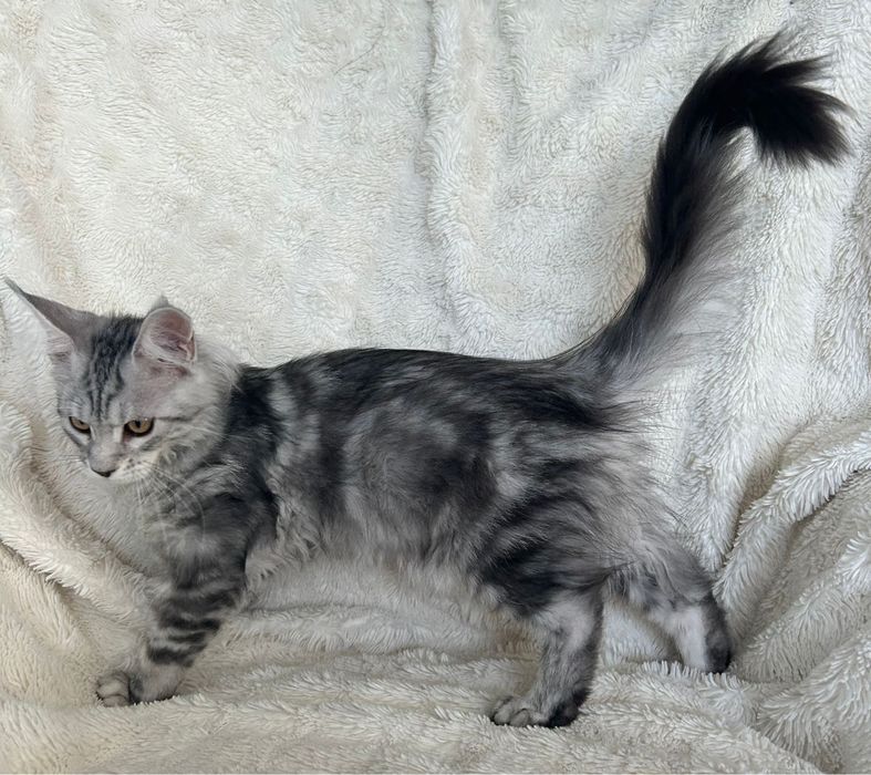 Alice , kotka Maine Coon linia Shaded