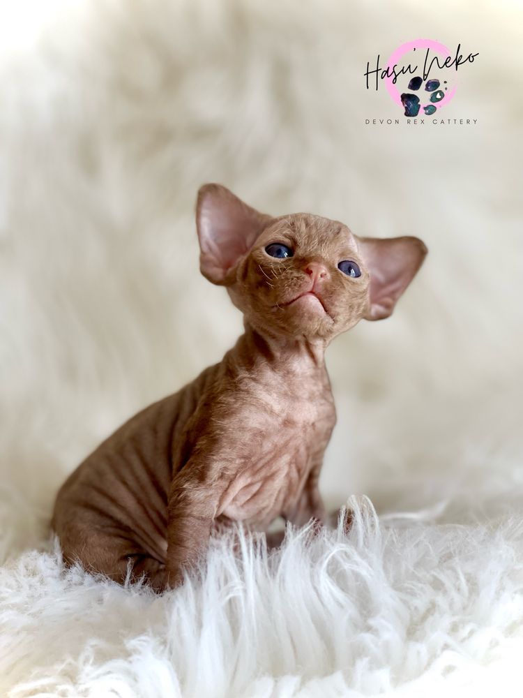 Cynamonowy piekny kocurek rasy Devon Rex z Hasu’Neko*PL