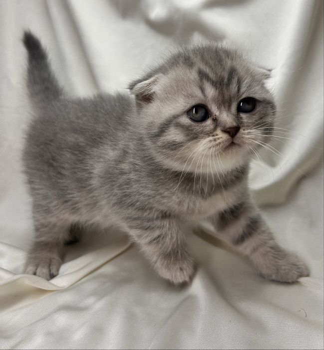 Шотландські кошенята