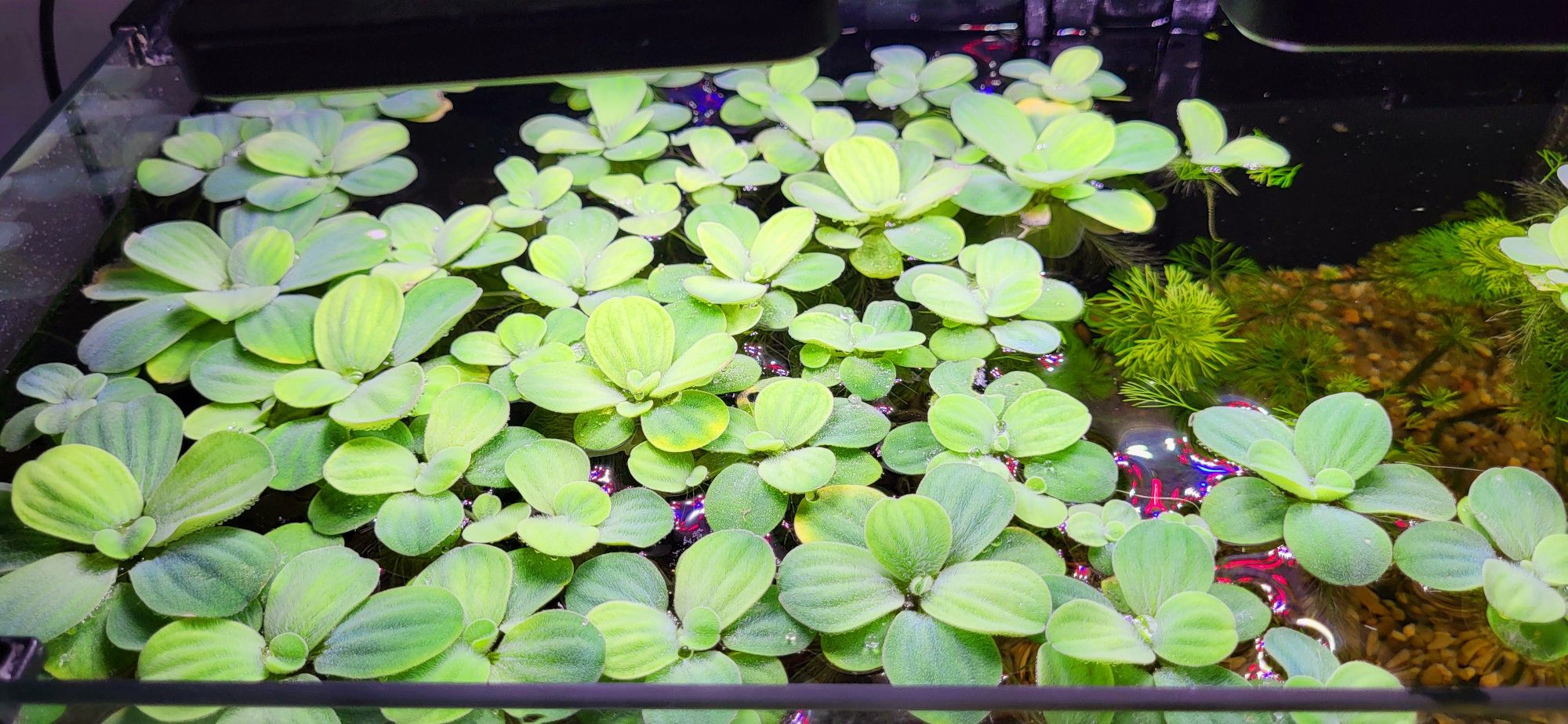 Pistia stratiotes