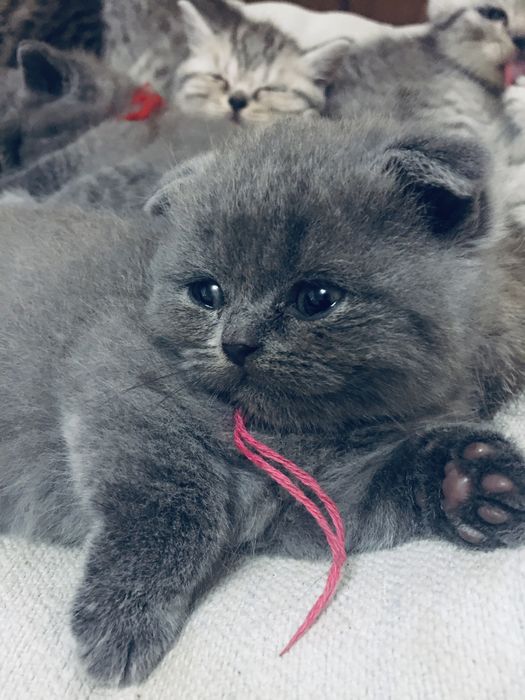 Шотландські кошенята/Шотландські котята/котики/ Scottishfold/straight