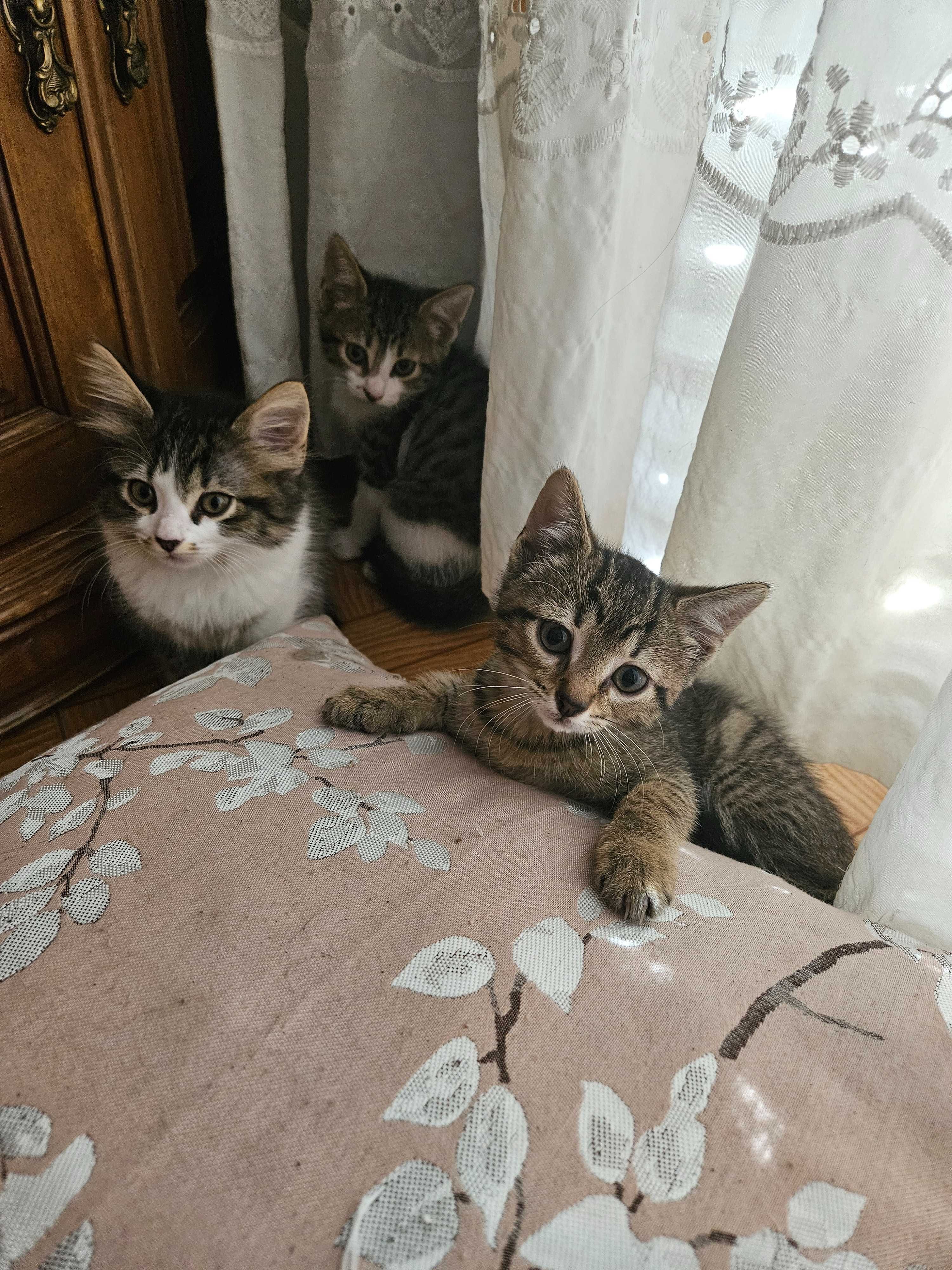 Gatinhos amorosos para adoção