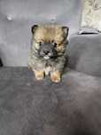 Pomeranian boo aktualne