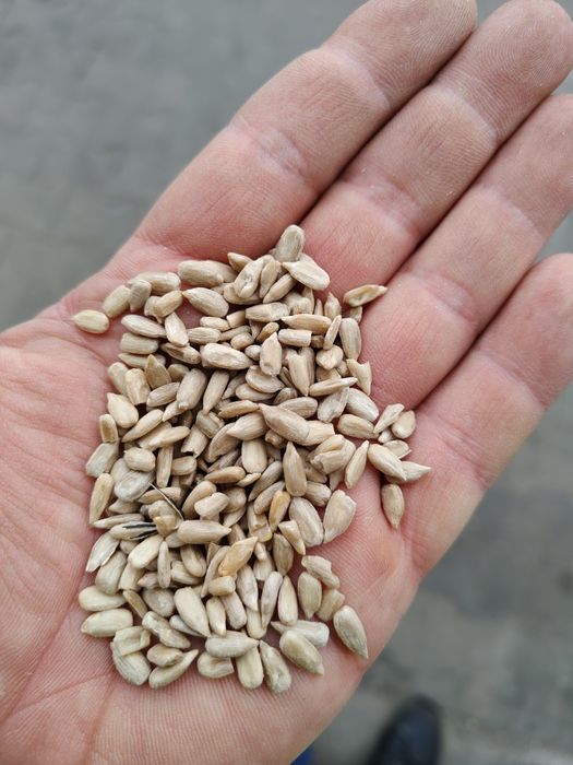 Słonecznik łuskany