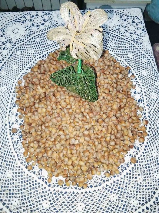 Продам ліщину горішки