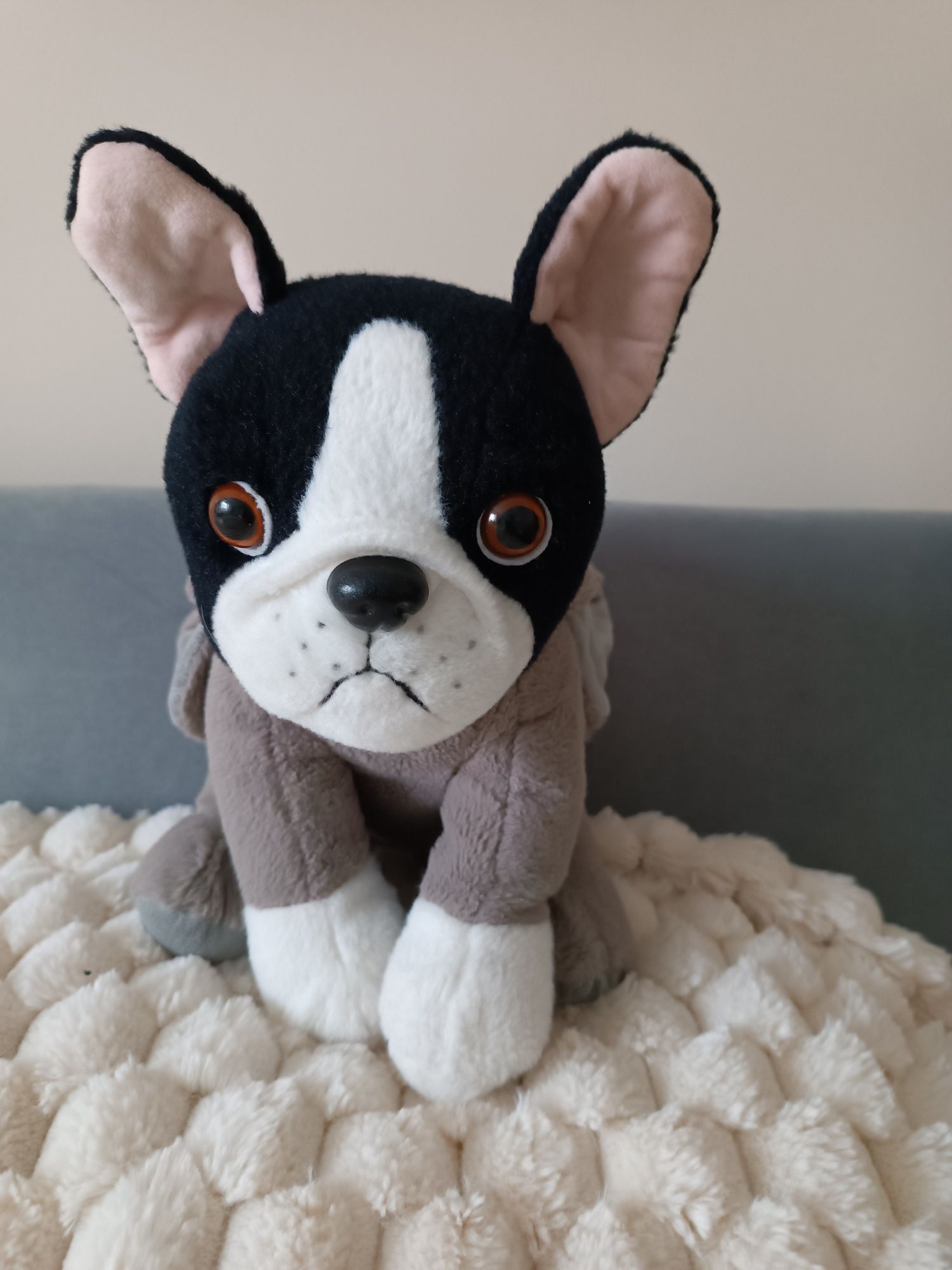 Maskotka buldog francuski