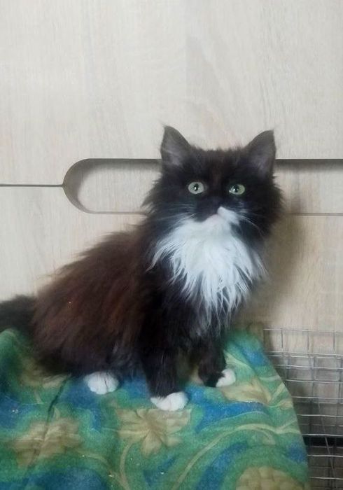 Пушистый котенок в поисках семьи.