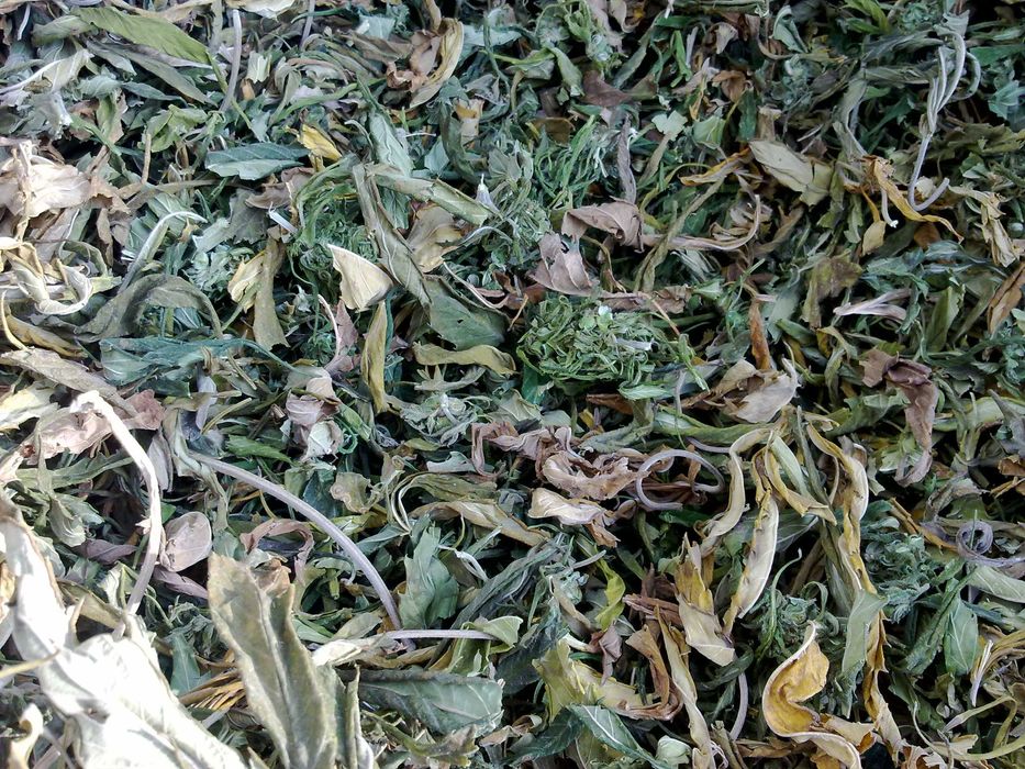 Liście konopi włóknistych bez kwiatostanów