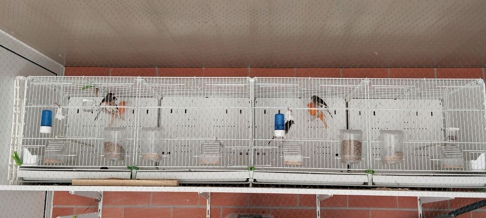 Canários Arlequim e Vermelho