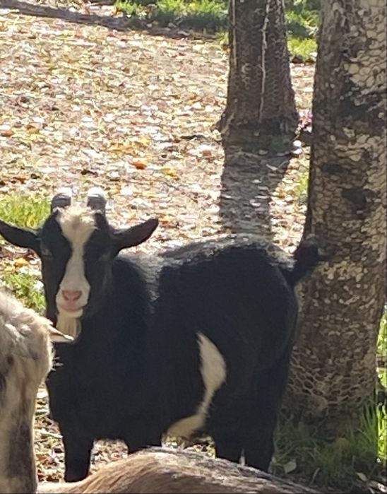 Koziołek cap miniaturowy - sprzedam