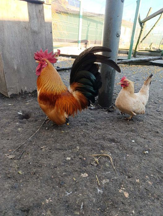 Sprzedam kaczki mandarynki i kurki chabo