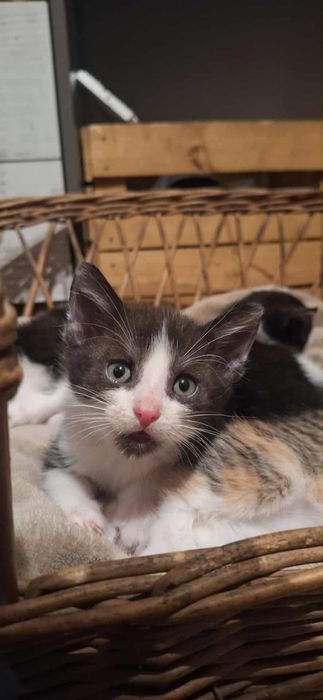 Oddam za darmo kotki