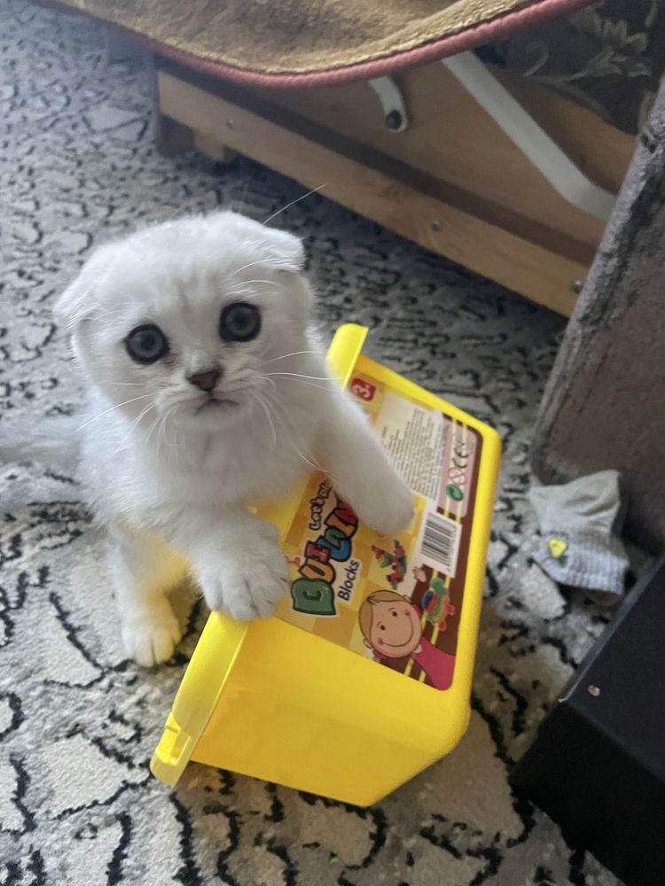 Скоттиш фолд котята остался(мальчик)