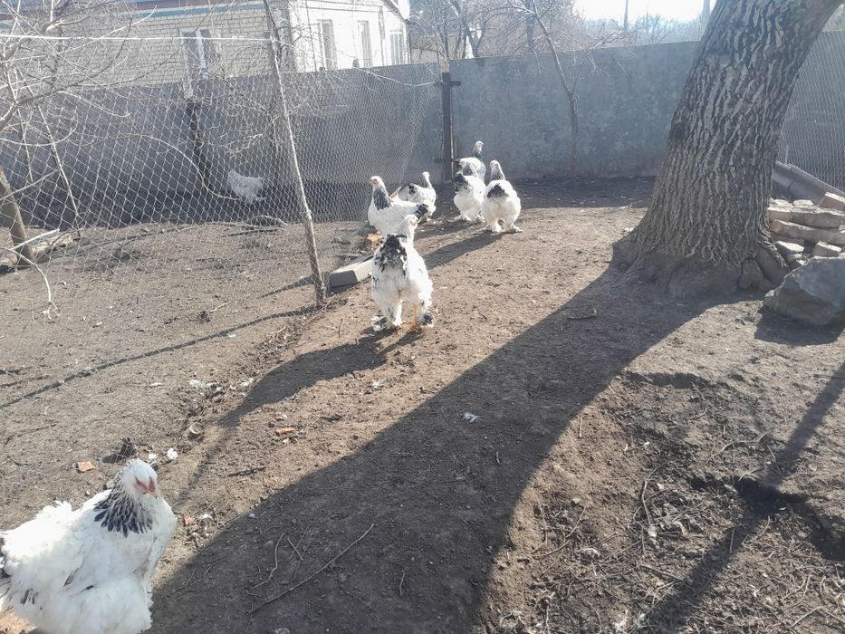 Кури брама світла.