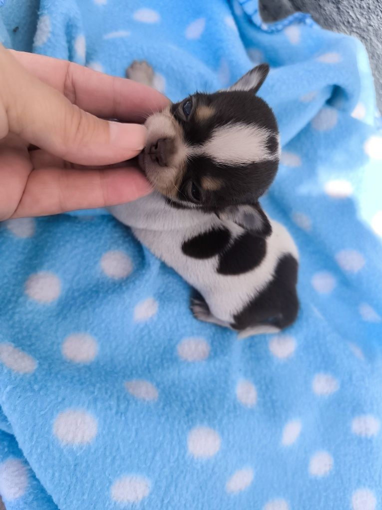 Chihuahua  Super Mini. Menino perfeito de focinho curto. Pronto para e