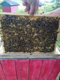Odklady pszczele