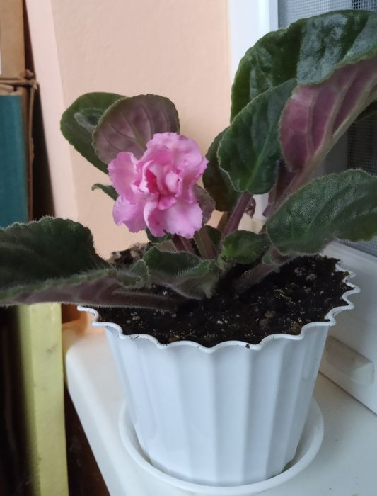 Продажа красивых фиалок