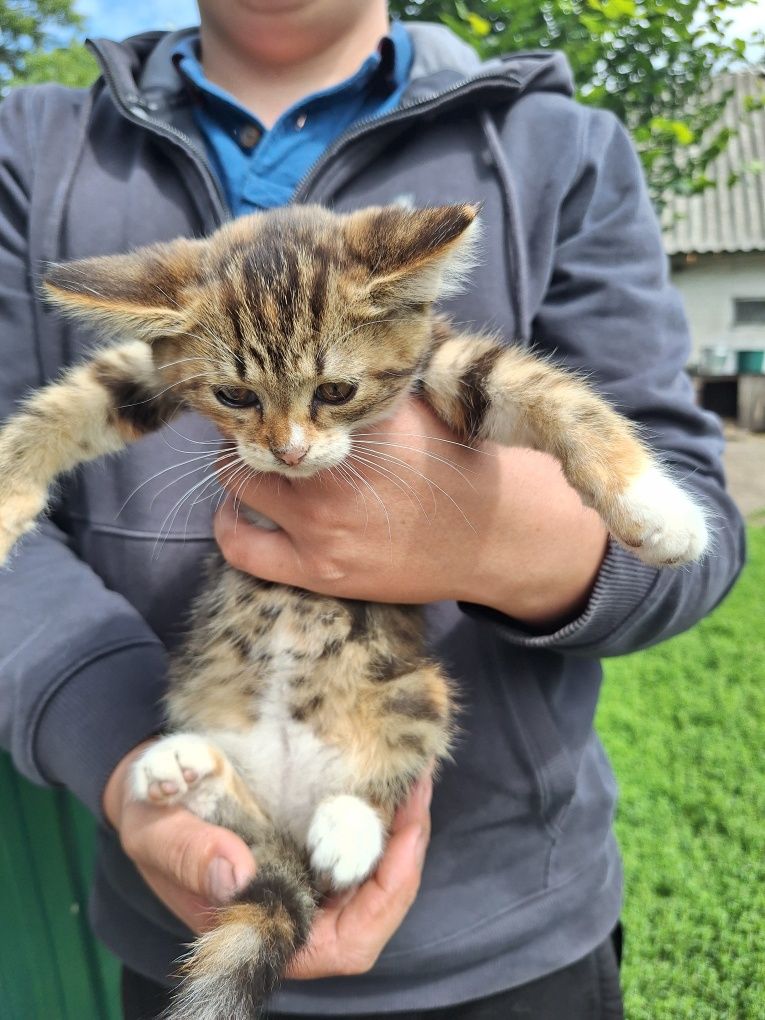 Красивезні котики шукають господаря