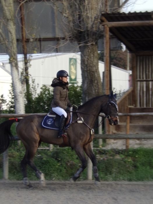 Cavalo KWPN/Falco