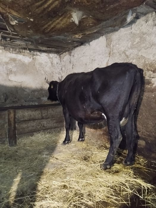 Продам корову. Тільна з п'ятим тельом.