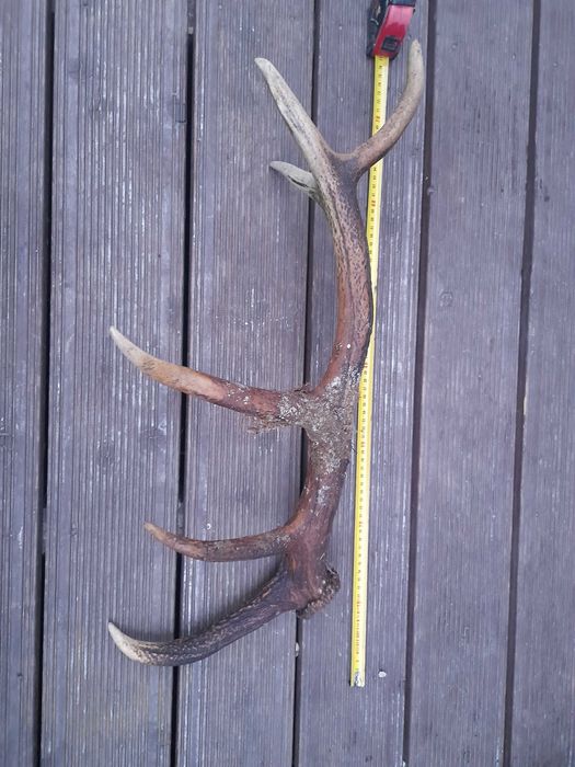 Poroże Jelenia 80cm