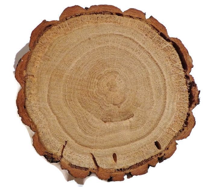 Plaster drewna dąb szlifowany 20-25cm Plastry Duży