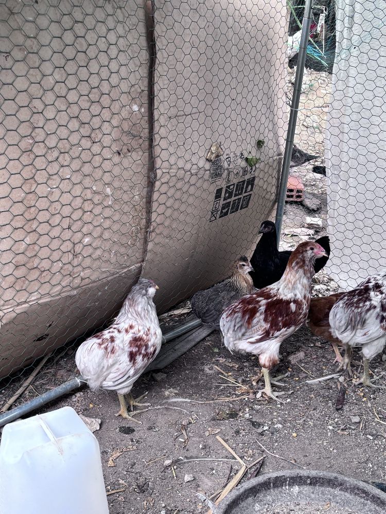 Frangas , pintos e patos