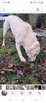 ,,Roksa" Labrador Retriever 7 letnia suczka