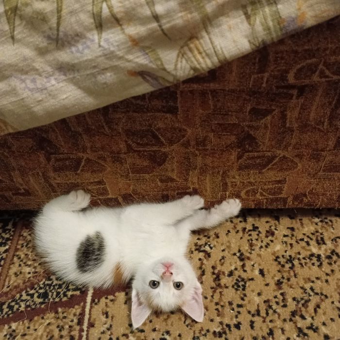 Кошенято безкоштовно