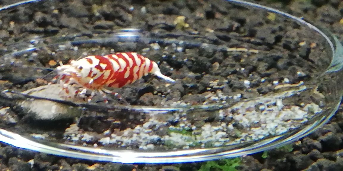 Krewetki Fancy Tiger Red