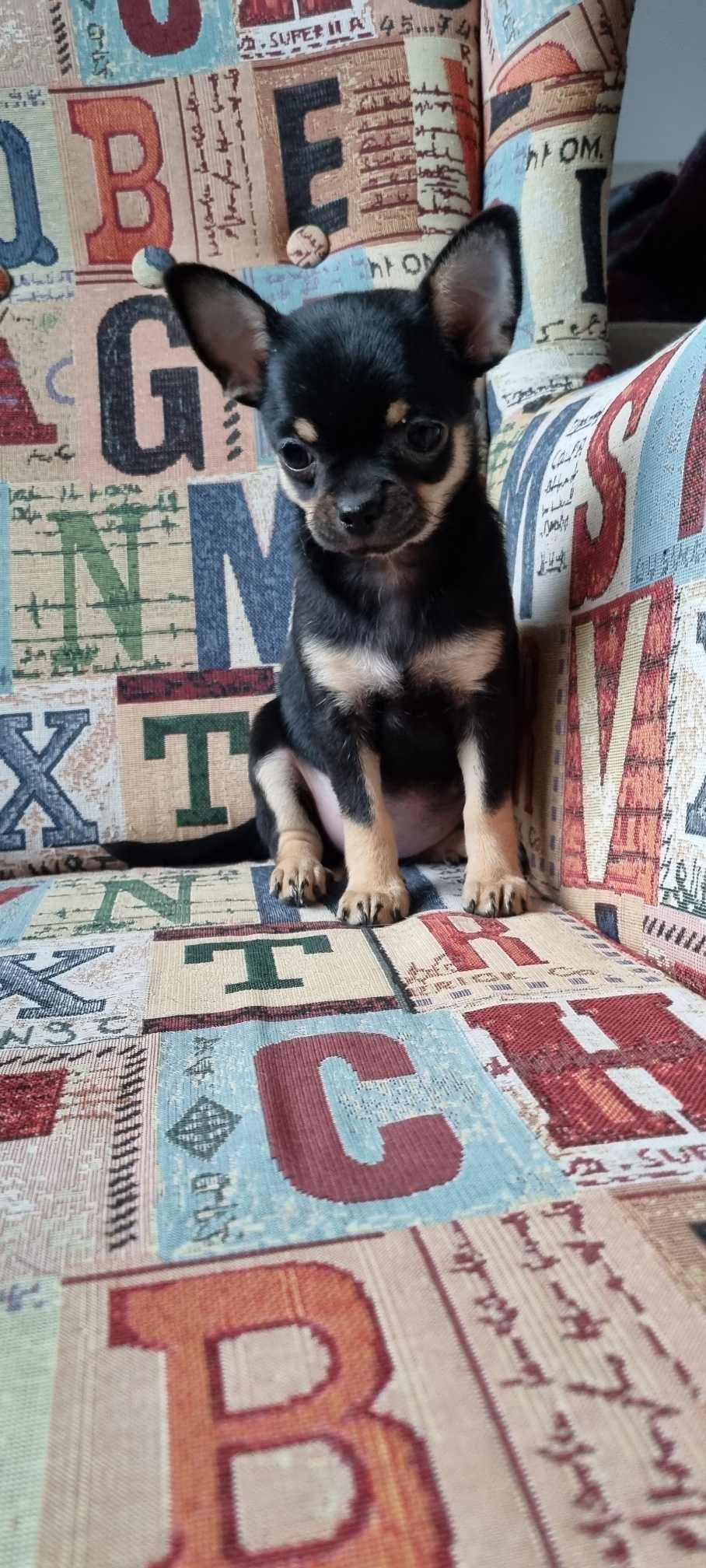 Śliczny Cudowny Piesek Chihuahua z PRAWEM HODOWLANYM