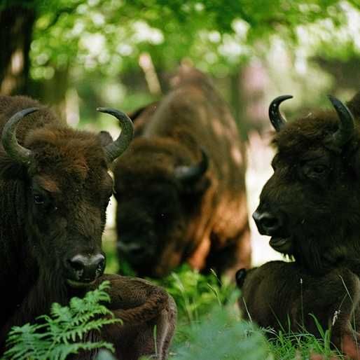 Domek letniskowy  (180 zł) nad Jeziorem Goczałkowickim