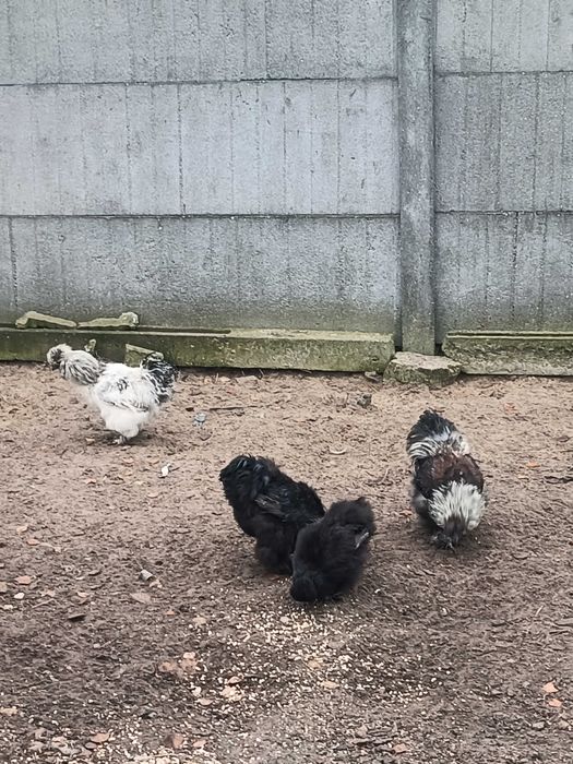 Sprzedam koguty silki z tamtego roku