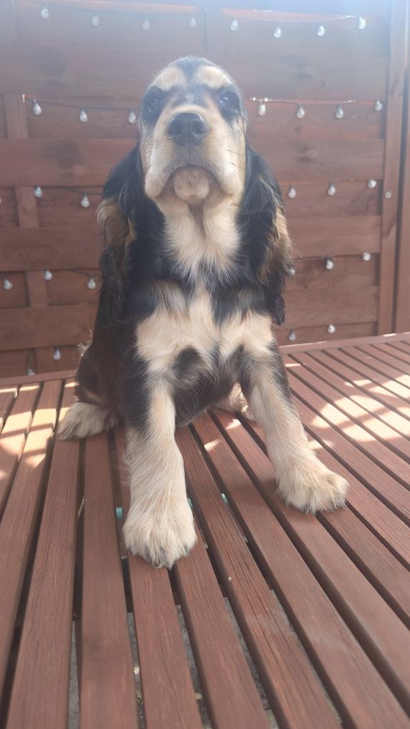 Cocker spaniel angielski