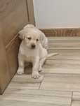 Suczka rasy Labrador