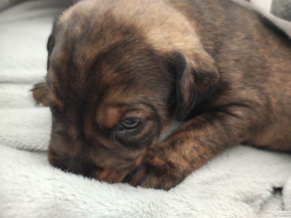 Oddam szczeniaki w dobre ręce!
Do pokochania czekają urocze maluchy po