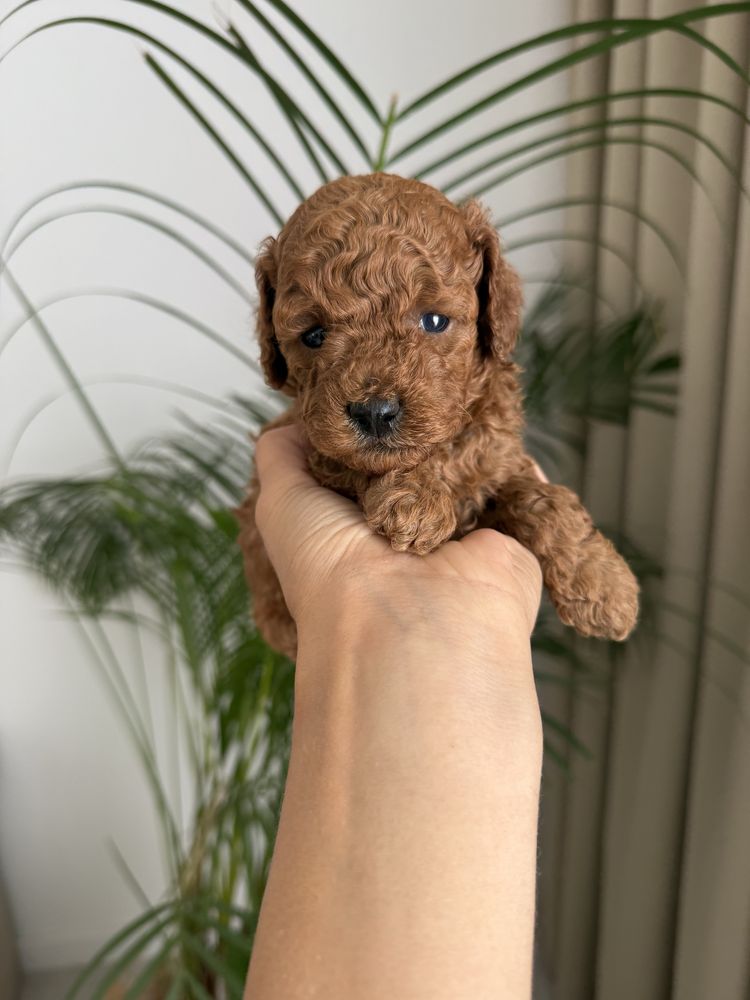 Pudel toy szczeniak