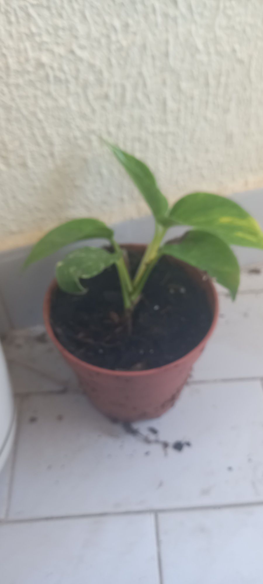 Plantas naturais interior e exterior