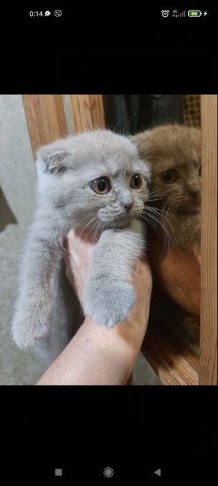 Кошеня Висловухе, 2 міс