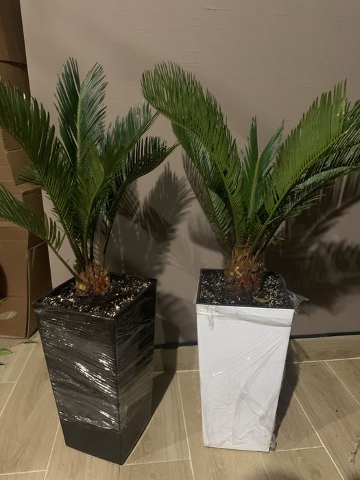 Цикас висота   1 м