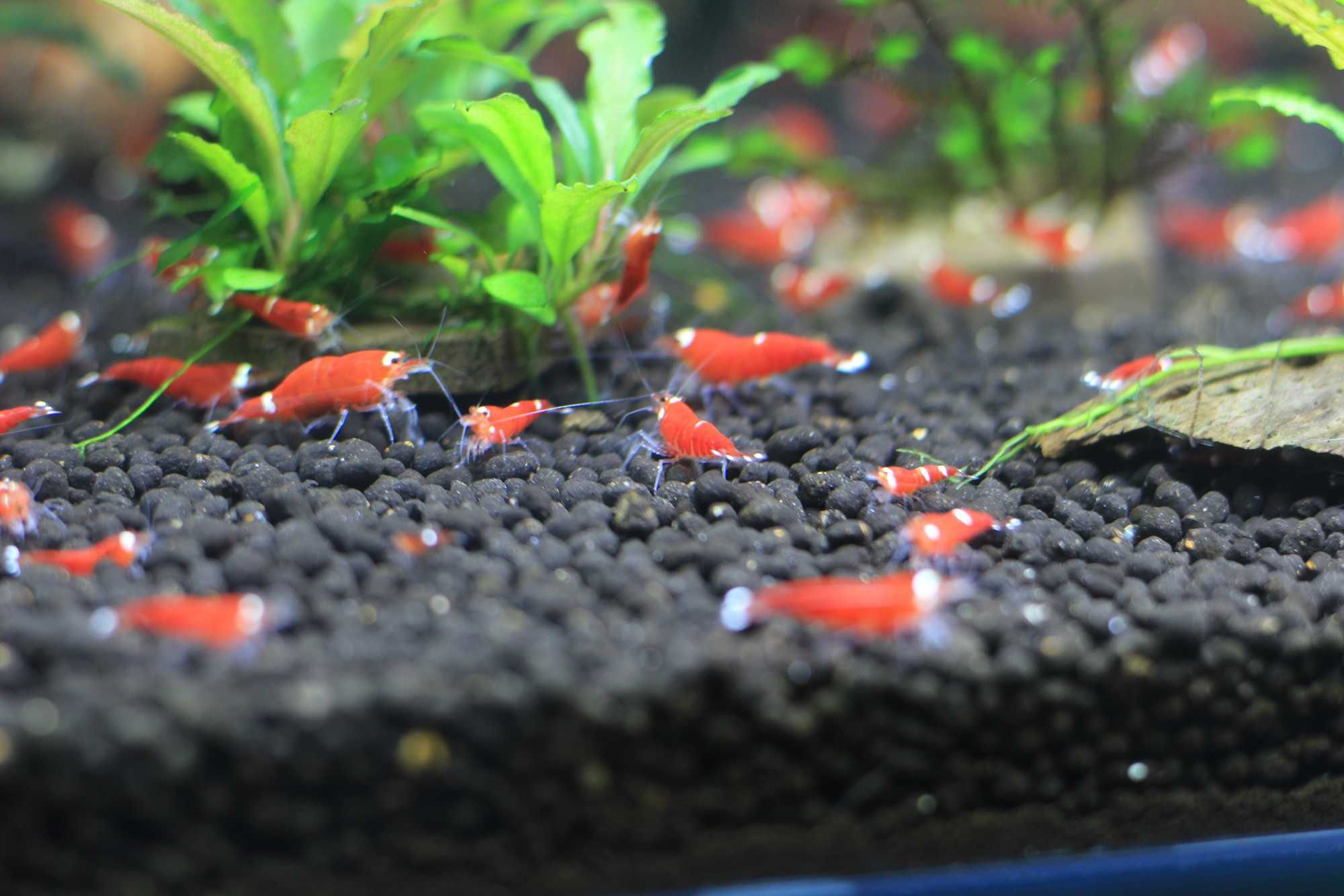 Krewetki Caridina Super Cristal Red - SCR