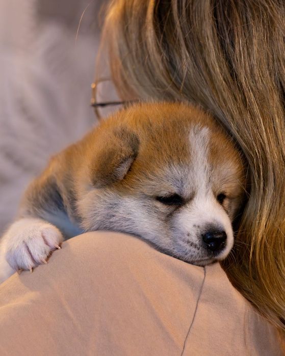 Akita, Akita Inu ZKwP FCI