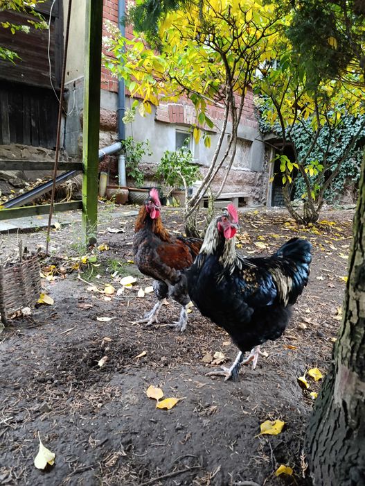 Piękny kogut - mix marans