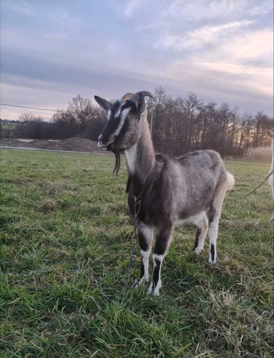 Koziołek koza kozioł