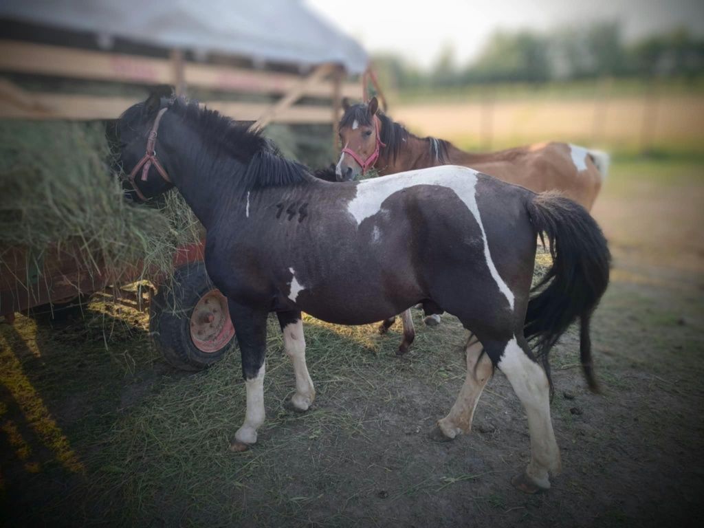 Koń hucuł źrebaki  Sambor-W