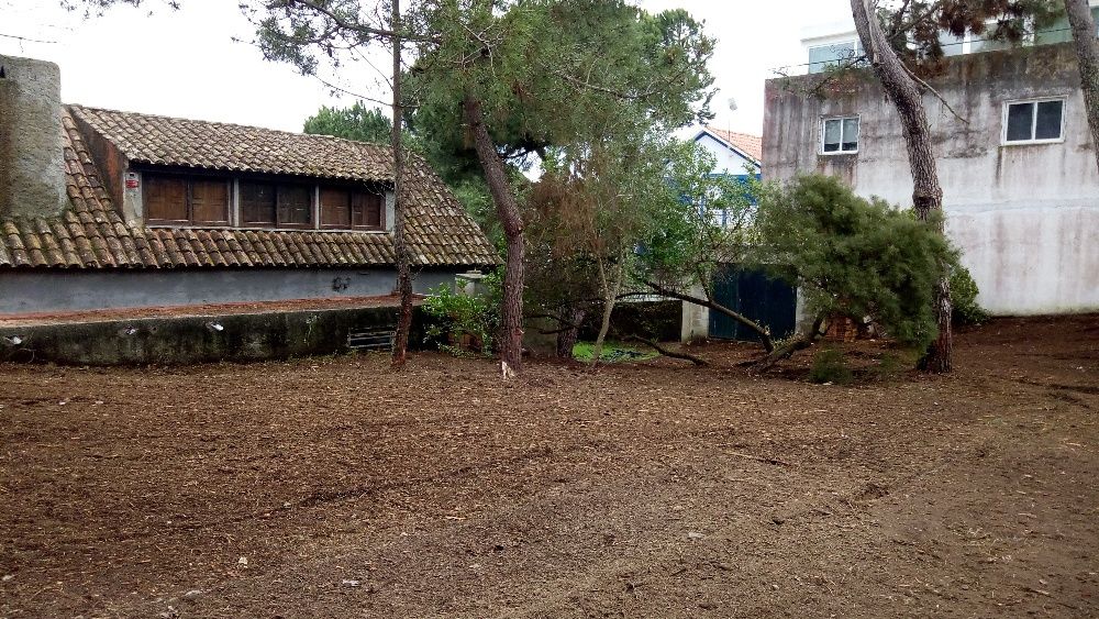 Limpeza de terrenos e matas florestais e agrícolas e poda de árvores