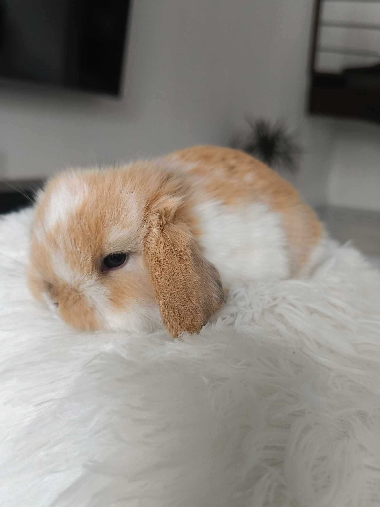 Mini lop karzełek Teddy hodowla zarejestrowana