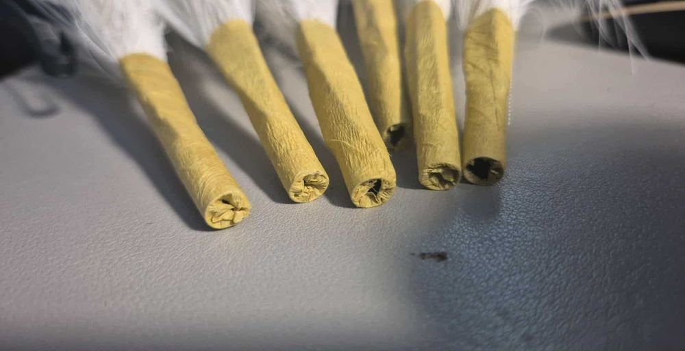 Sztuczna trawa pampasowa biała 6 sztuk