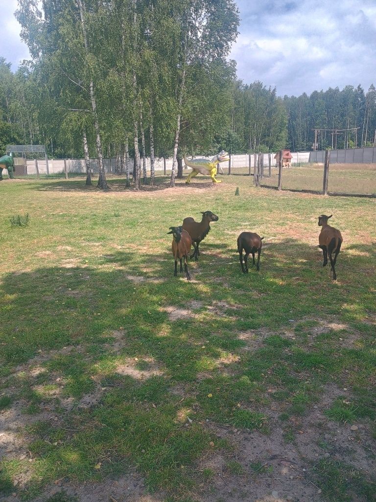 Owce kamerunskie