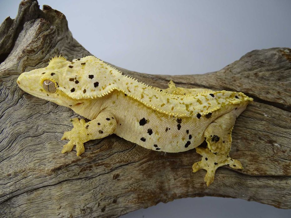 Gekon Orzęsiony samica Dalmatian